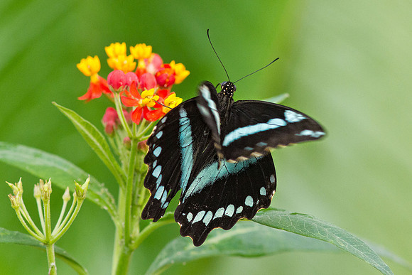 Green-banded Swallowtail (Papilio nireus)