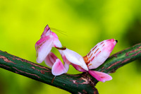 Orchid Mantis, or Hymenopus coronatus, female sub adult