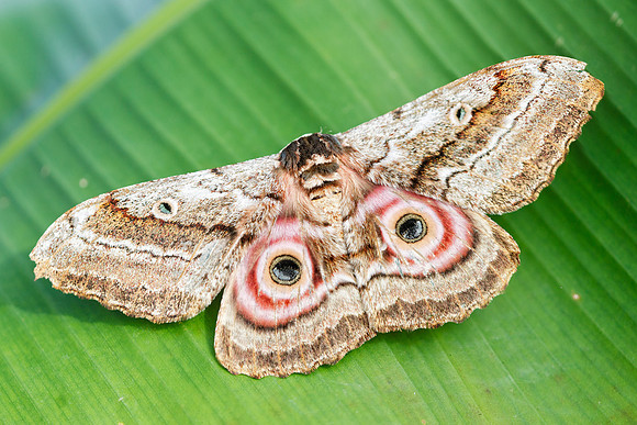 Speckled Emperor Moth (Gynanisa maia)