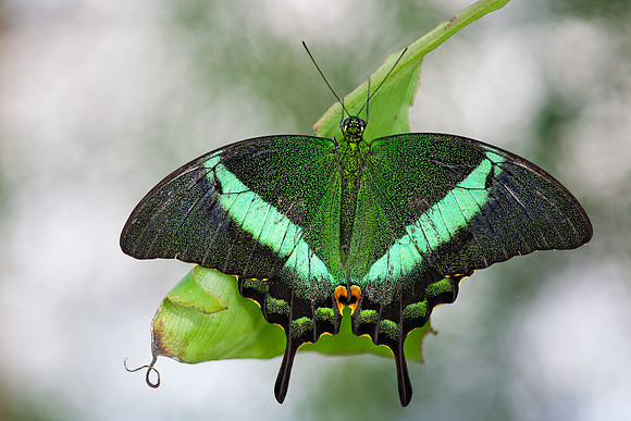 Green-banded Swallowtail, Papilio palinurus