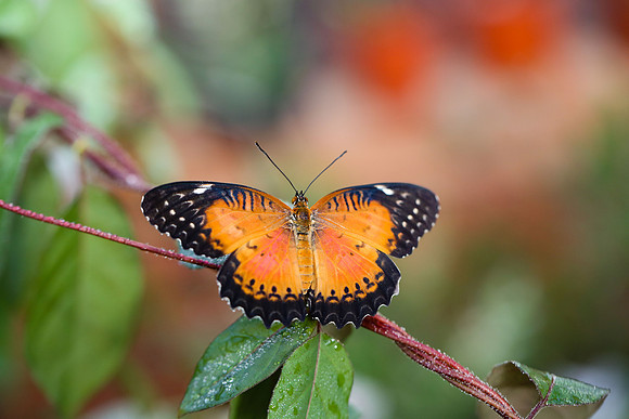 Cethosia biblis, common name Red Lacewing
