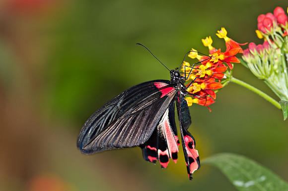 Papilio rumanzovia, also known as Scarlet Mormon