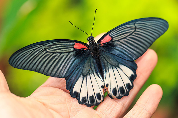 The Great Mormon (Papilio memnon)