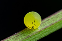 Papilio nireus butterfly egg