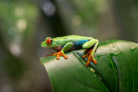 Red-eyed tree frog (Agalychnis callidryas)