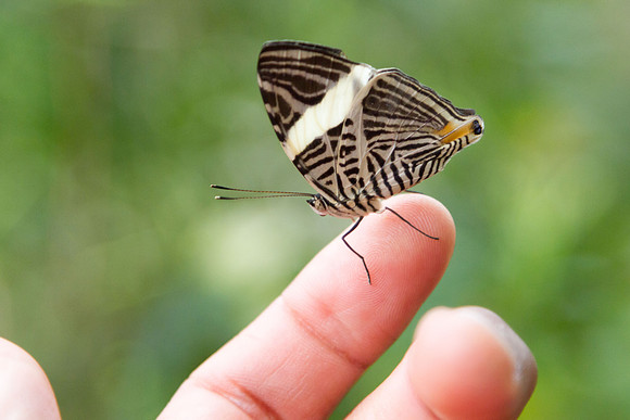 The Mosaic (Colobura Dirce)