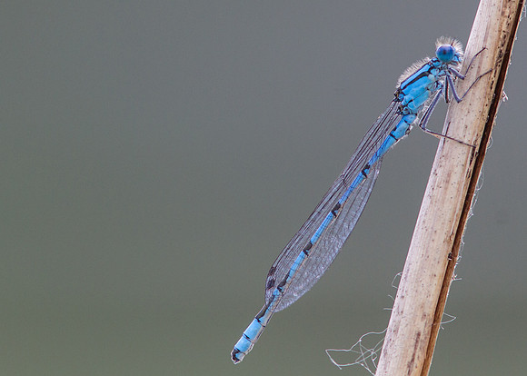 Common Blue Damselfly (Enallagma Cyathigerum)