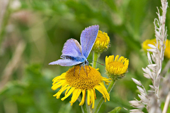 Common blue, Male