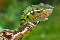Panther chameleon (Furcifer pardalis)