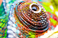 Panther chameleon (Furcifer pardalis)