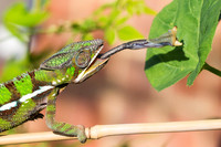 Panther chameleon (Furcifer pardalis)