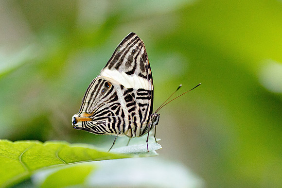 The Mosaic (Colobura Dirce)