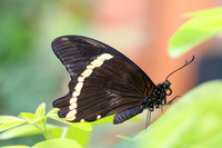 Green-banded Swallowtail (Papilio nireus), male