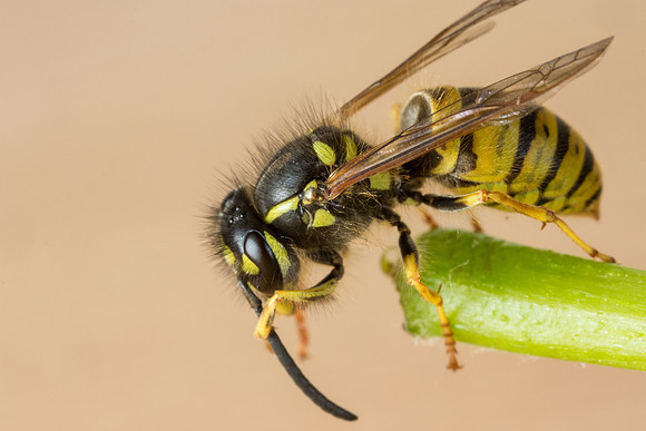 Wasp