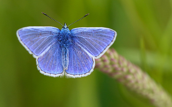 Common Blue butterfly