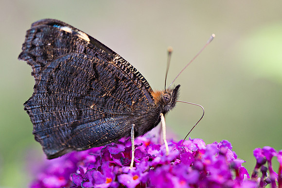 Peacock Butterfly