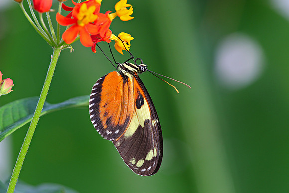 Heliconius hecale, Tiger longwing