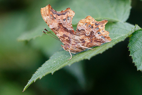 Comma butterfly (Polygonia c-album)