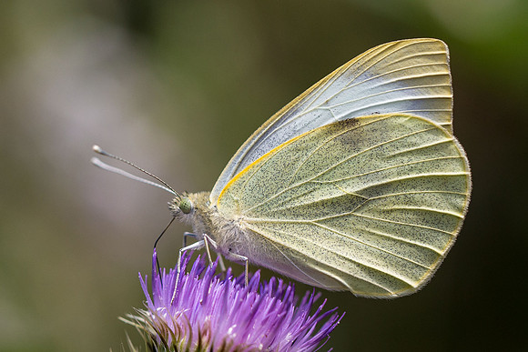 Large White (Pieris brassicae)