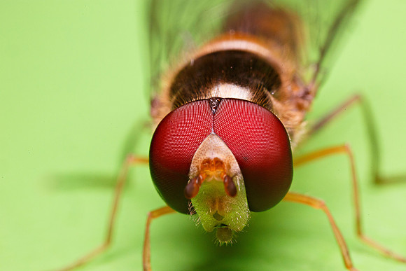 Hoverfly, male
