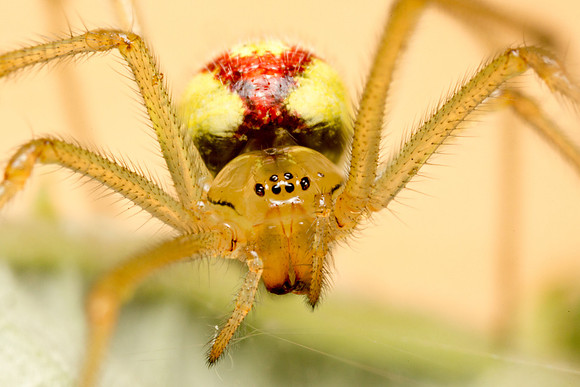 Baby Spider