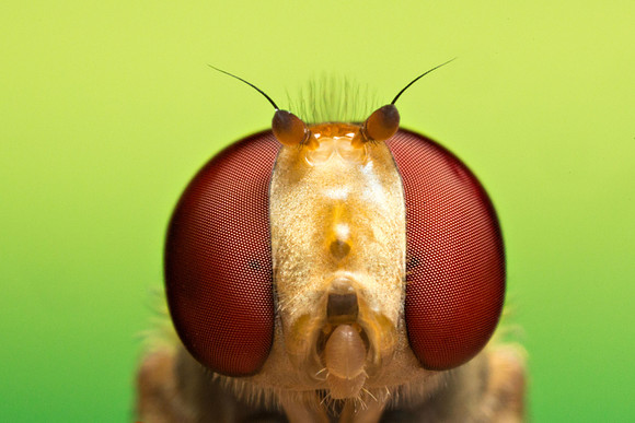 Hoverfly, female
