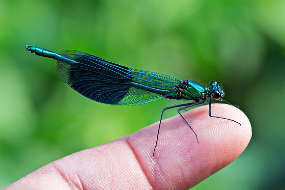 Banded Demoiselle (Calopteryx splendens) Male