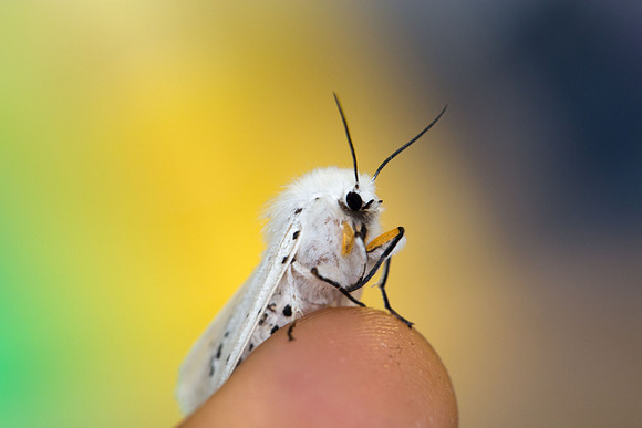 White Ermine (Spilosoma lubricipeda)