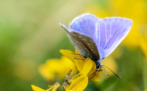 Common Blue butterfly