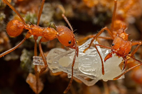 Leaf Cutter Ant