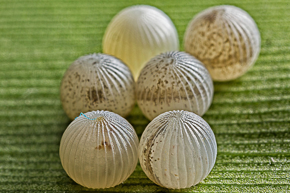 Eggs of Owl Butterfly (Caligo memnon)