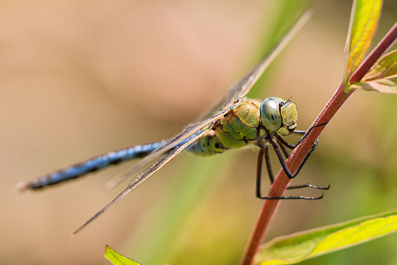 Dragonfly