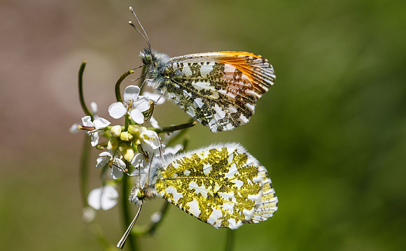 Orange tip, Anthocharis cardamines