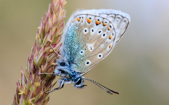 Common Blue butterfly