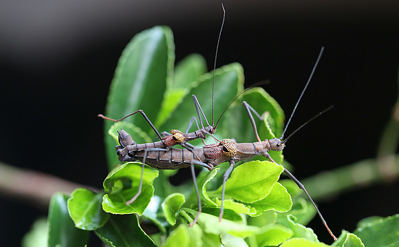 Venezuela Beauty Stick Insect (Neophasma subapterum)