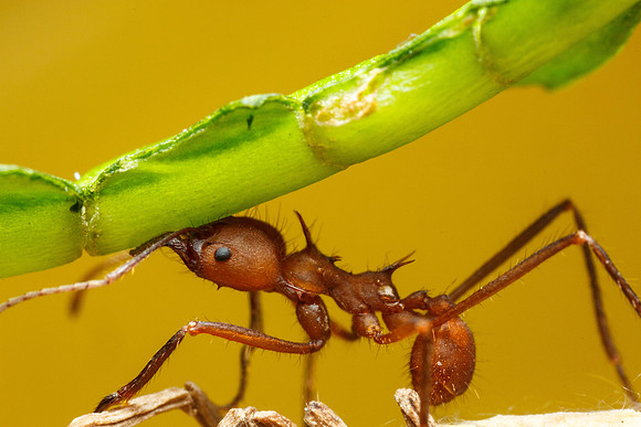Leaf Cutter Ant