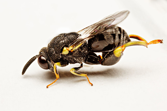 Parasitic Wasp (Brachymeria tibialis)