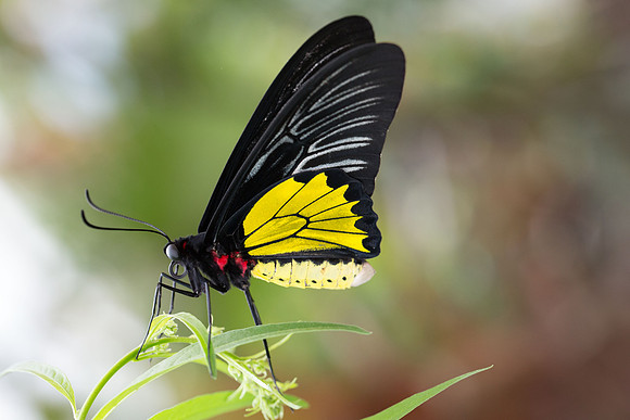 Cairns Birdwing, (Ornithoptera euphorion)