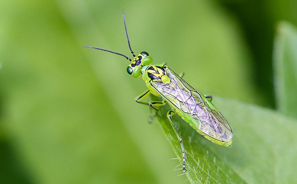Sawfly, genus Rhogogaster