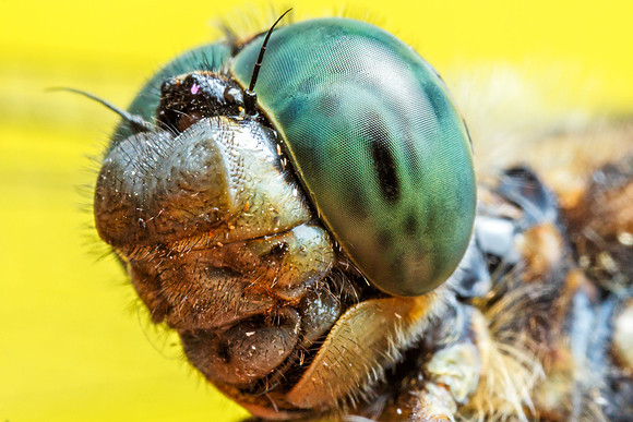Broad-bodied Chaser, male (Libellula depressa)
