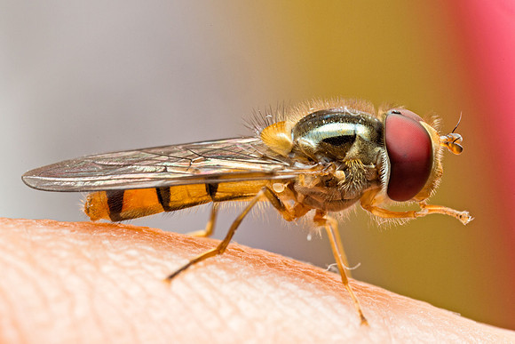 Hoverfly, female