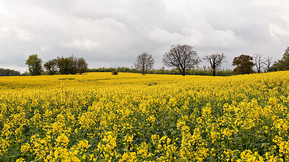 Rapeseed (Brassica Napus)