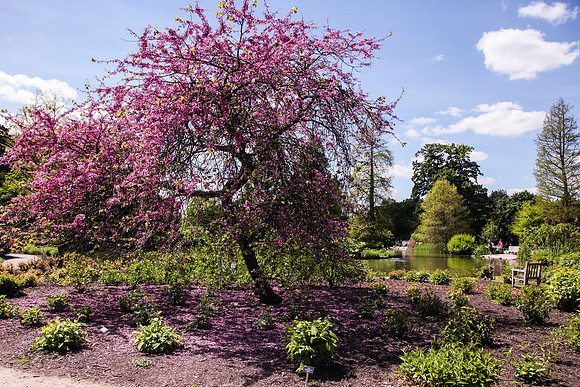 RHS Wisley Gardens