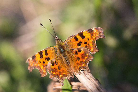 Comma butterfly (Polygonia c-album)