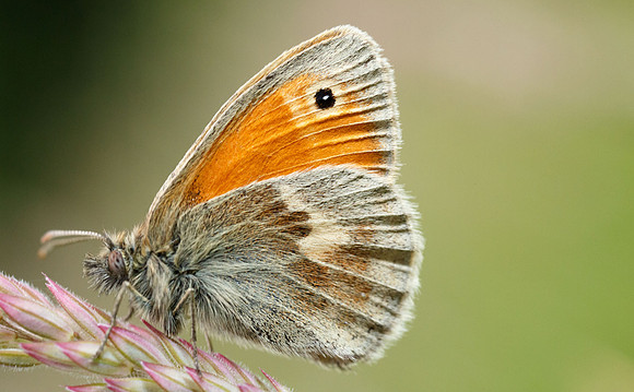 Small Heath, Male (Coenonympha pamphilus)