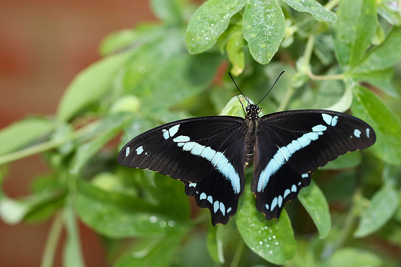 Green-banded Swallowtail (Papilio nireus), male