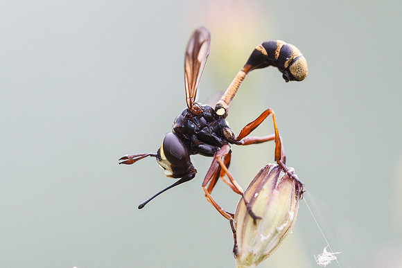Conopid fly Physocephala rufipe