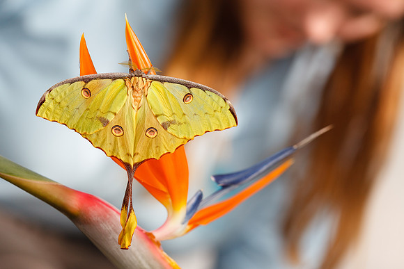 African moon moth (Argema mimosae)