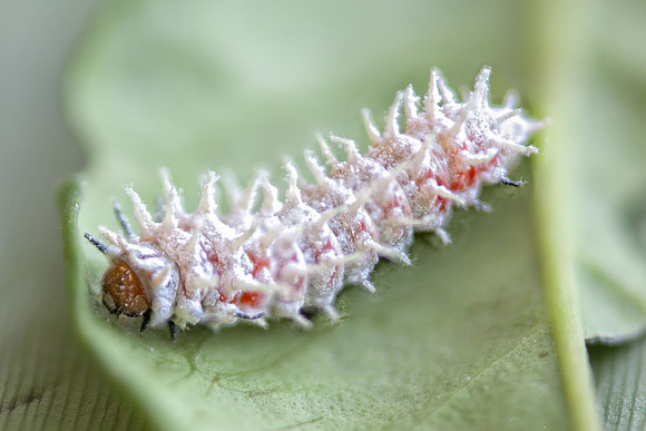 Atlas Moth caterpillar