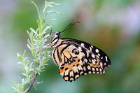 Papilio demoleus butterfly